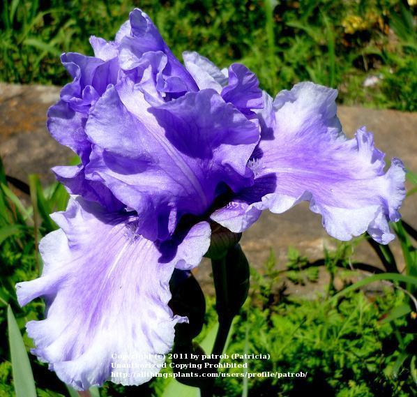 Photo of Tall Bearded Iris (Iris 'Honky Tonk Blues') uploaded by patrob