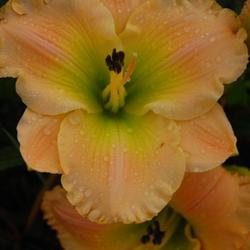 Location: Maine
Date: Summer 2011
This is a a stunning daylily!