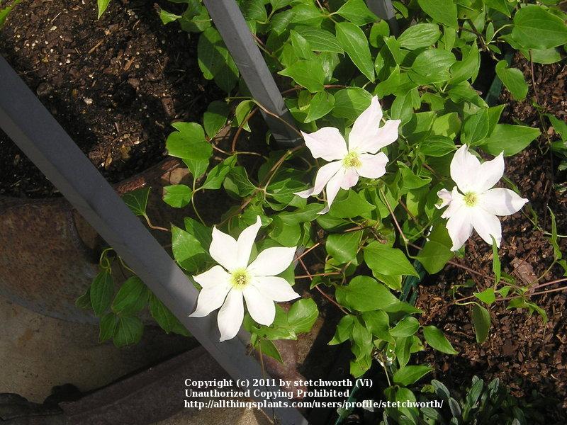Photo of Clematis 'Lemon Chiffon' uploaded by stetchworth