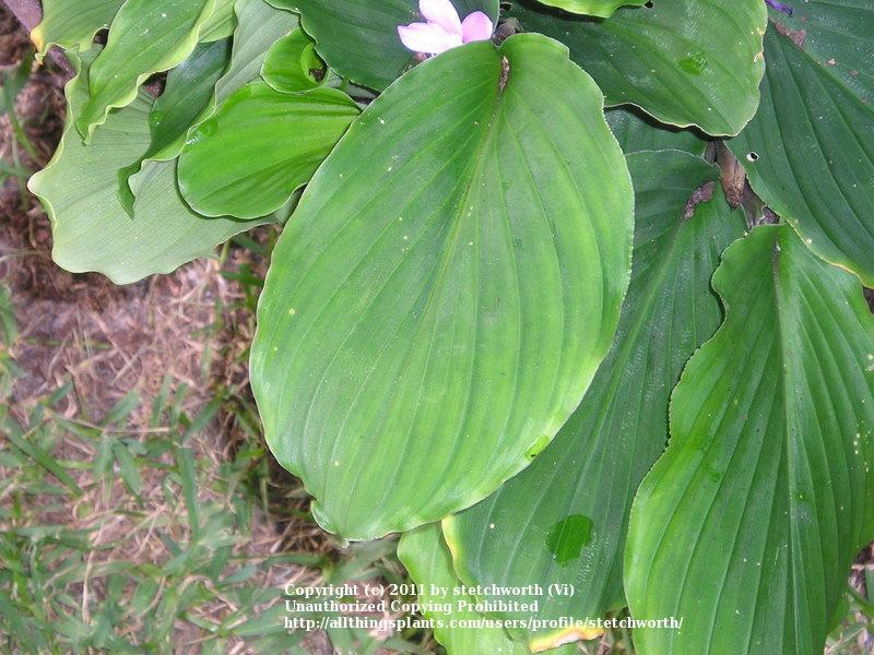 Photo of Peacock Ginger (Kaempferia pulchra) uploaded by stetchworth