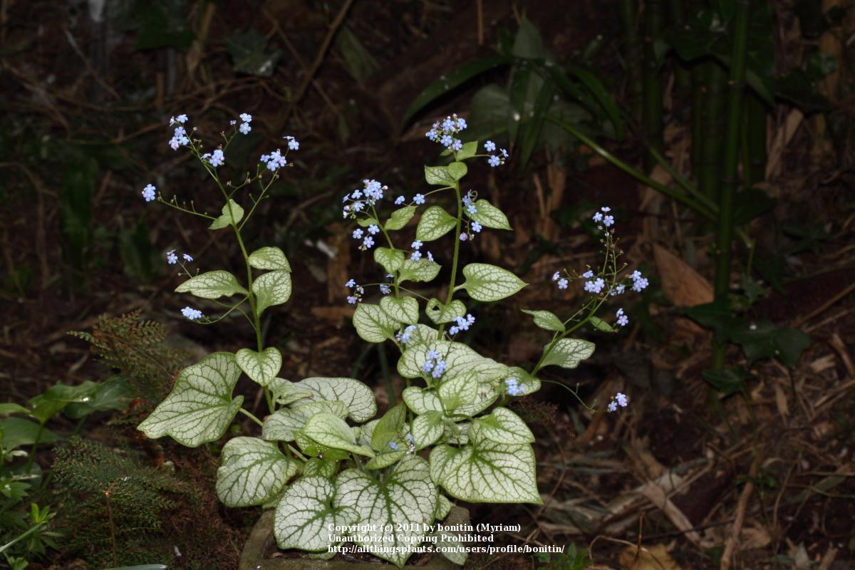 Photo of Silver Siberian bugloss (Brunnera macrophylla 'Jack Frost') uploaded by bonitin