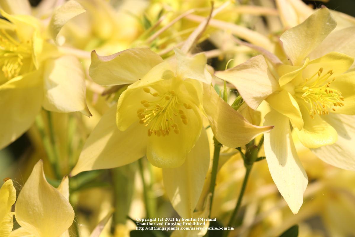 Photo of Columbine (Aquilegia 'Spring Magic Yellow') uploaded by bonitin