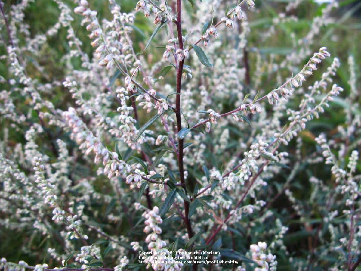 Photo of Mugwort (Artemisia vulgaris) uploaded by bonitin