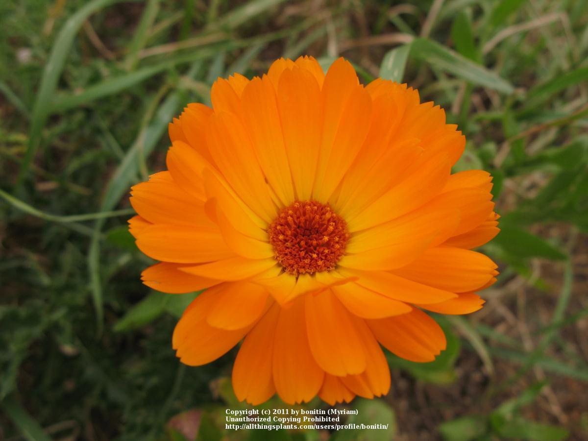 Photo of Pot Marigold (Calendula officinalis) uploaded by bonitin