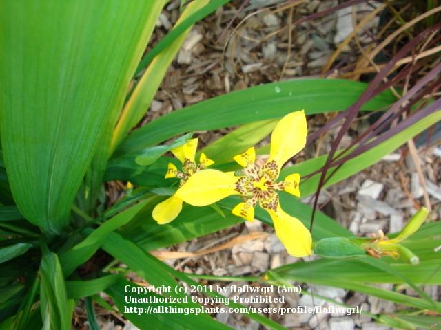 Photo of Yellow Walking Iris (Trimezia longifolia) uploaded by flaflwrgrl