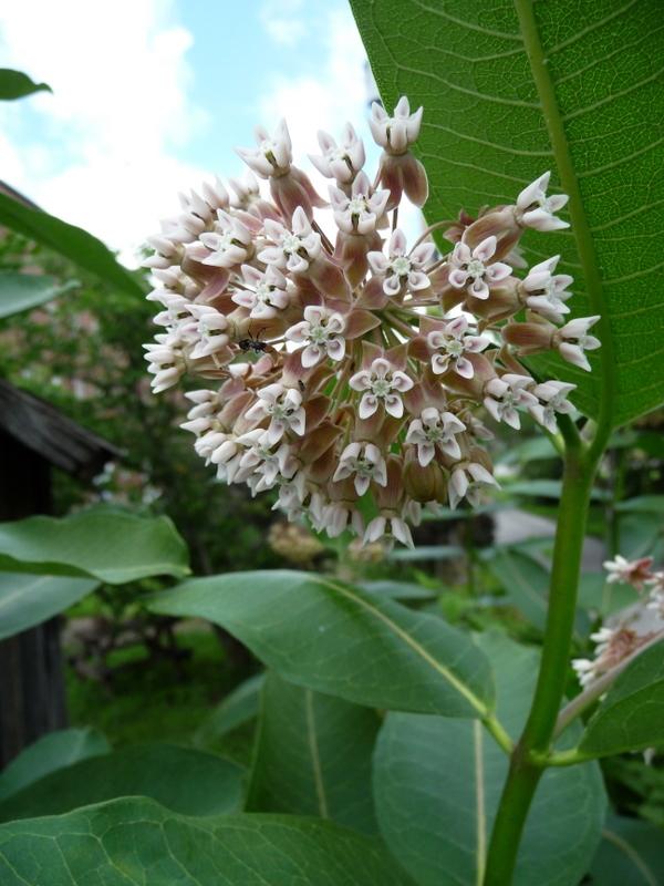 Photo of Common Milkweed (Asclepias syriaca) uploaded by gardengus