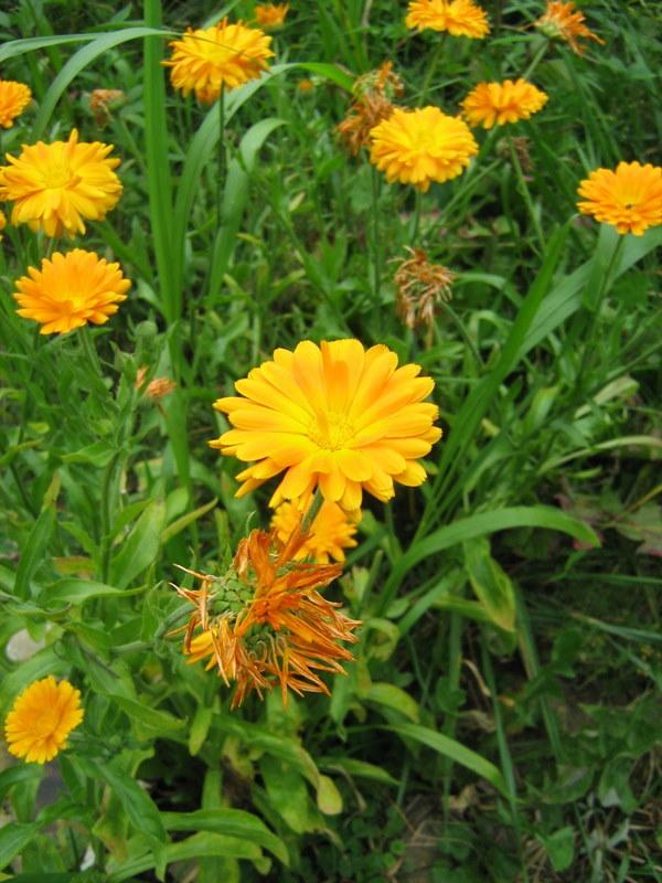 Photo of Pot Marigold (Calendula officinalis) uploaded by gardengus
