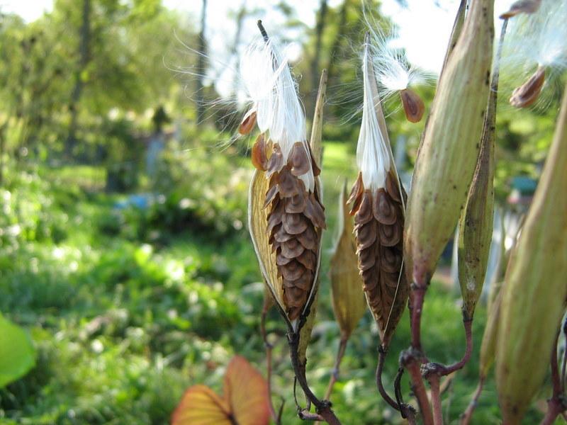 Photo of Swamp Milkweed (Asclepias incarnata) uploaded by gardengus
