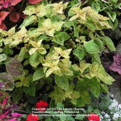 Coleus Glory stayed small in more shade than sun