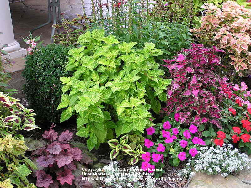 Photo of Coleus (Coleus scutellarioides Electric Lime®) uploaded by kqcrna