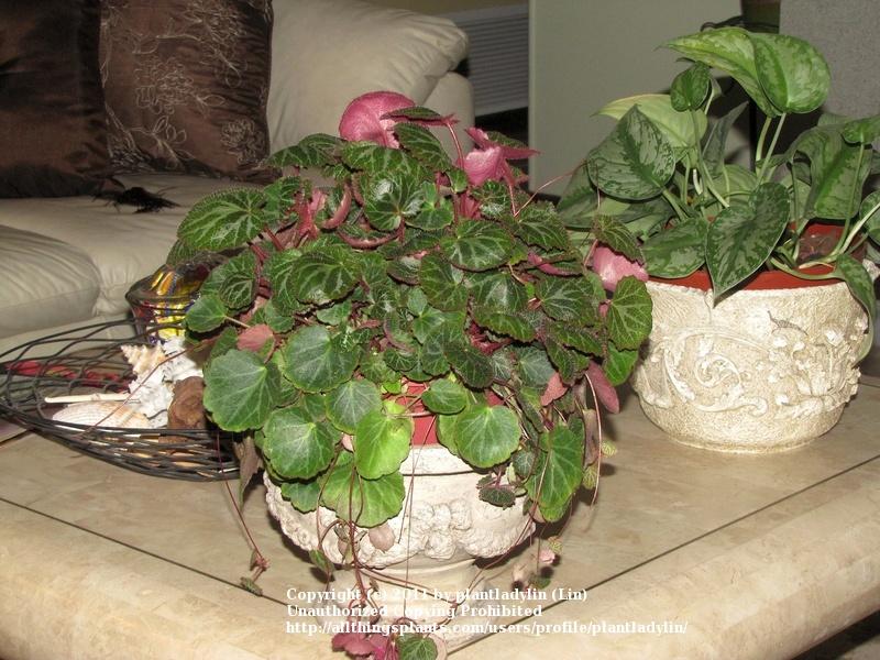Photo of Strawberry Begonia (Saxifraga stolonifera) uploaded by plantladylin
