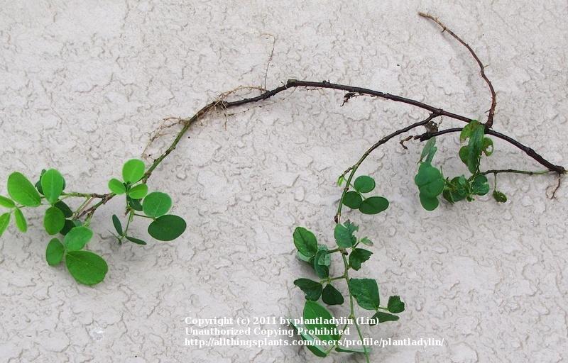Photo of Sand Tick Trefoil (Desmodium lineatum) uploaded by plantladylin