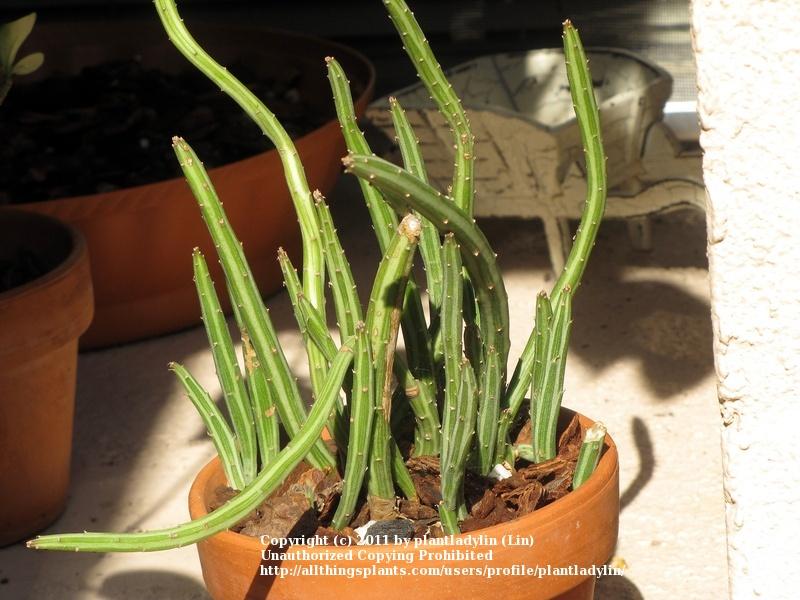 Photo of Pickle Plant (Kleinia stapeliiformis) uploaded by plantladylin