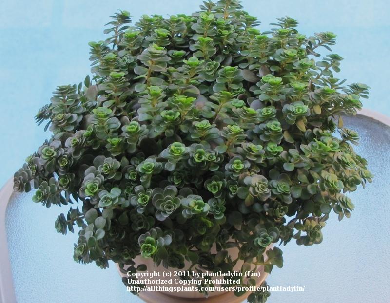 Photo of Chinese Stonecrop (Sedum tetractinum 'Coral Reef') uploaded by plantladylin