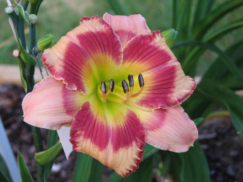 Photo of Daylily (Hemerocallis 'Berry Kissed Summer') uploaded by tink3472