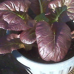 Location: Outdoors.  Bright, diffused light (iridescent color tends to fade in too much full sun)
Date: 03-12-2010
Osaka Purple Mustard