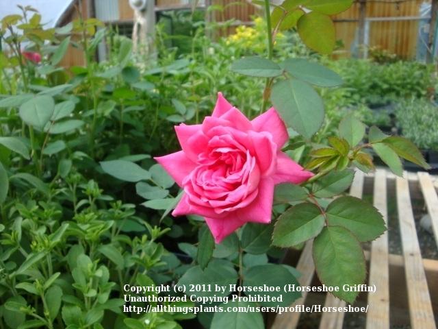 Photo of Rose (Rosa 'Pink Double Knock Out') uploaded by Horseshoe