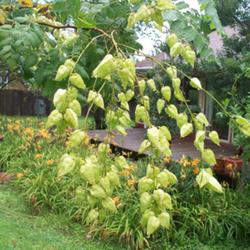 Location: Western Kentucky
Date: Late summer 2011
Young seed pods on Golden Rain Tree