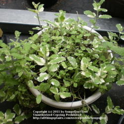 Location: Middle Tennessee
Date: 9/20/2011
container grown Pineapple Sage
