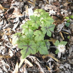 Location: Middle Tennessee
Date: 4/10/2011
young plant