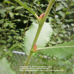 Location: Midde Tennessee
Date: 9/20/2011
'French Pink' Pussy Willow catkins (blooms) beginning to develop