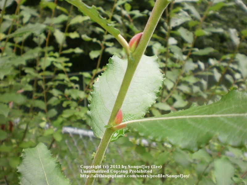 Photo of Pink Pussy Willow (Salix caprea 'French Pink') uploaded by SongofJoy