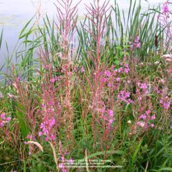 Location: Nature Reserve Gent, Belgium
Date: 27th July 2008
Growing on the borders of a lake..