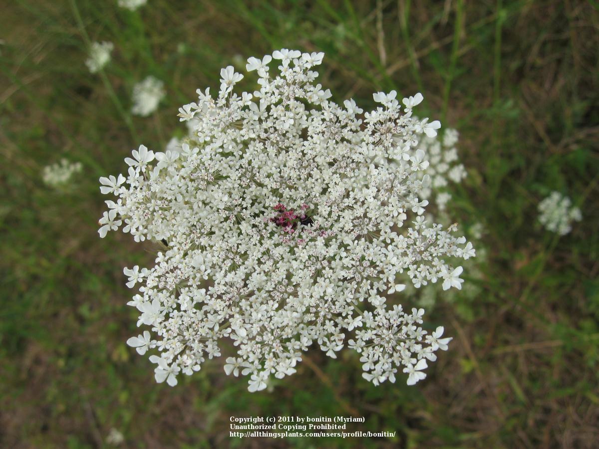 Photo of Queen Anne's Lace (Daucus carota) uploaded by bonitin