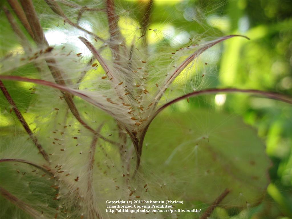 Photo of Fireweed (Chamaenerion angustifolium subsp. angustifolium) uploaded by bonitin