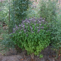Location: Jacksonville, TX
Date: Sep 2011
Cinnamon Basil as a companion to tomatoes.