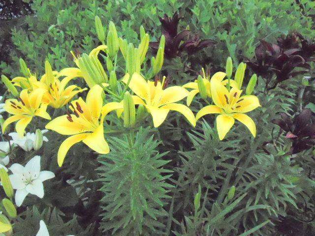 Photo of Lily (Lilium 'Pollyanna') uploaded by ge1836