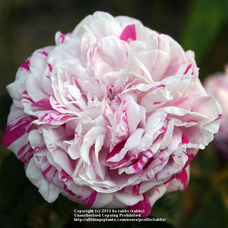 Photo of Rose (Rosa 'Variegata di Bologna') uploaded by tabby