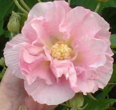 Photo of Confederate Rose (Hibiscus mutabilis) uploaded by vic