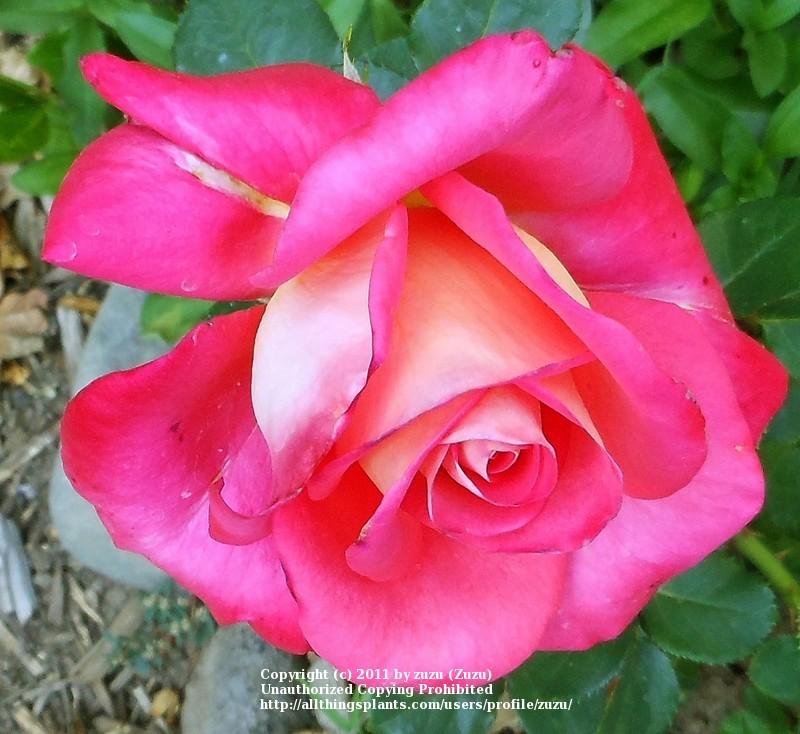 Photo of Rose (Rosa 'Bolivar') uploaded by zuzu
