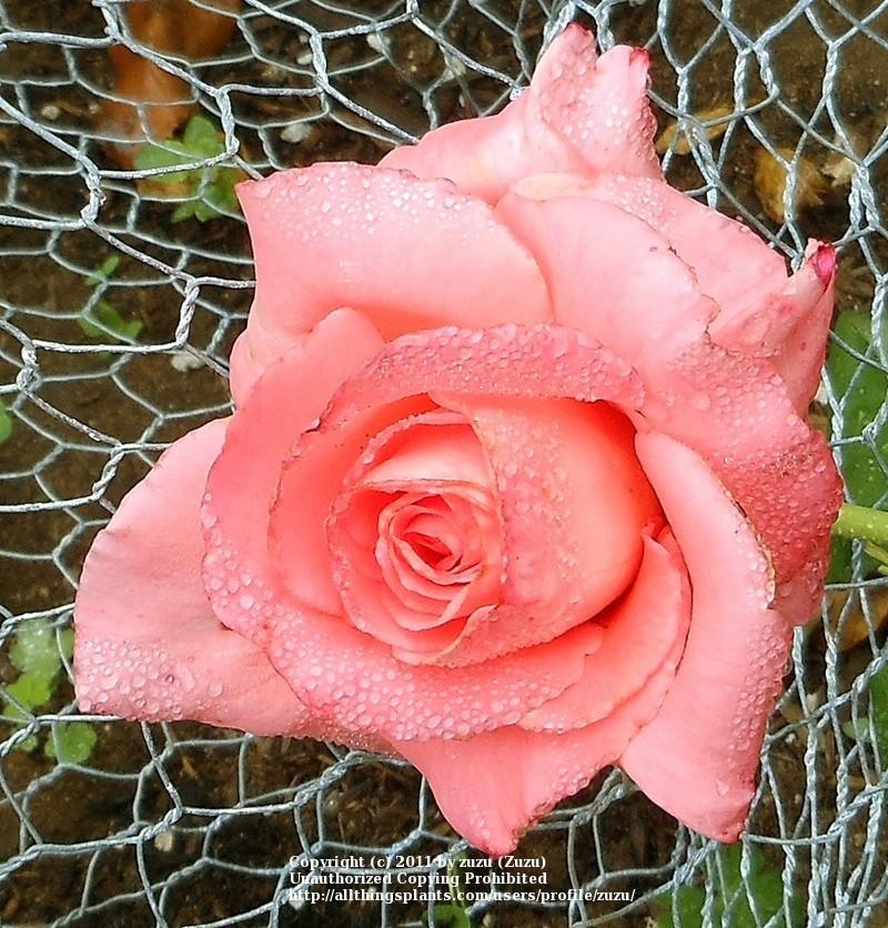 Photo of Rose (Rosa 'Florizel') uploaded by zuzu