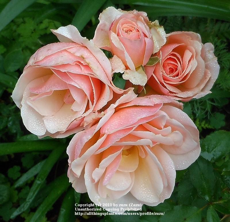 Photo of Rose (Rosa 'Calliope') uploaded by zuzu