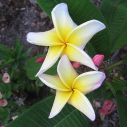 Location: Southwest Florida
Date: summer 2011
Elegant, pale yellow flowers with a pink/red edge.