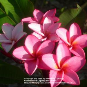 attractively shaped medium pink blooms