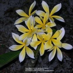Location: Southwest Florida
Date: summer 2009
Aptly named yellow and white flower. Very generous bloomer. Semi-