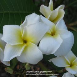 Location: Southwest Florida
Date: summer 2010
crepe-like white bloom with a yellow center
