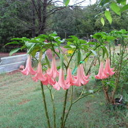 Location: My yard
Date: Sept. 21, 2011 in morning after a nice rain.  
Painted Lady Brugmansia