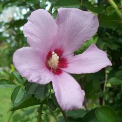 Location: Western Kentucky
Date: September 2011
Pink and white blooms occur on the same bush.
