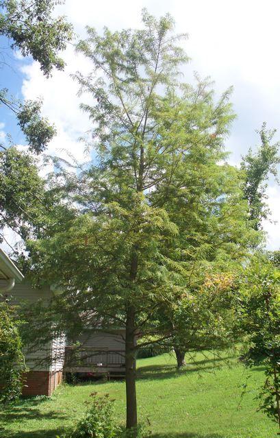 Photo of Bald Cypress (Taxodium distichum) uploaded by Sharon