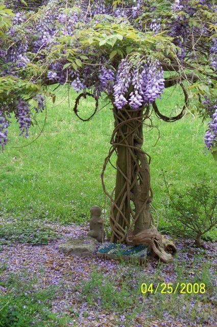 Photo of American Wisteria (Wisteria frutescens 'Blue Moon') uploaded by Sharon