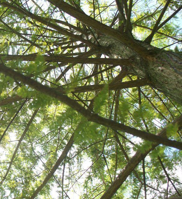 Photo of Bald Cypress (Taxodium distichum) uploaded by Sharon