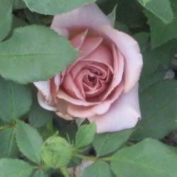 Location: Denver Metro, Colorado
Date: 7/6/2011
Koko Loko - Bare Root from Edmunds Roses planted 2011