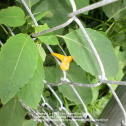 Location: Middle Tennessee
Date: 6/20/2011
Orange jewelweed