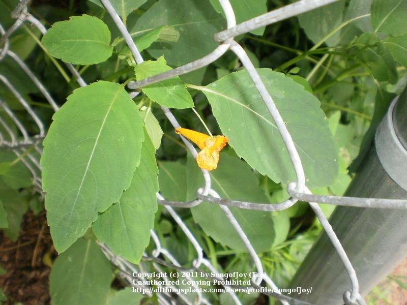 Photo of Orange Jewelweed (Impatiens capensis) uploaded by SongofJoy