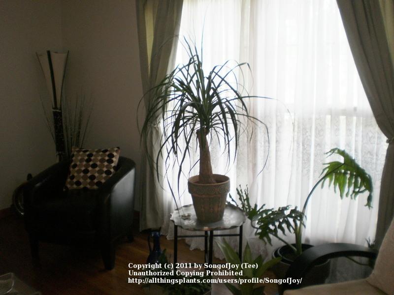 Photo of Ponytail Palm (Beaucarnea recurvata) uploaded by SongofJoy