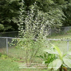 Location: Middle Tennessee
Date: 9/20/2011
Second year growth